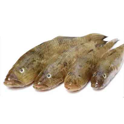Baila Fish Medium size
